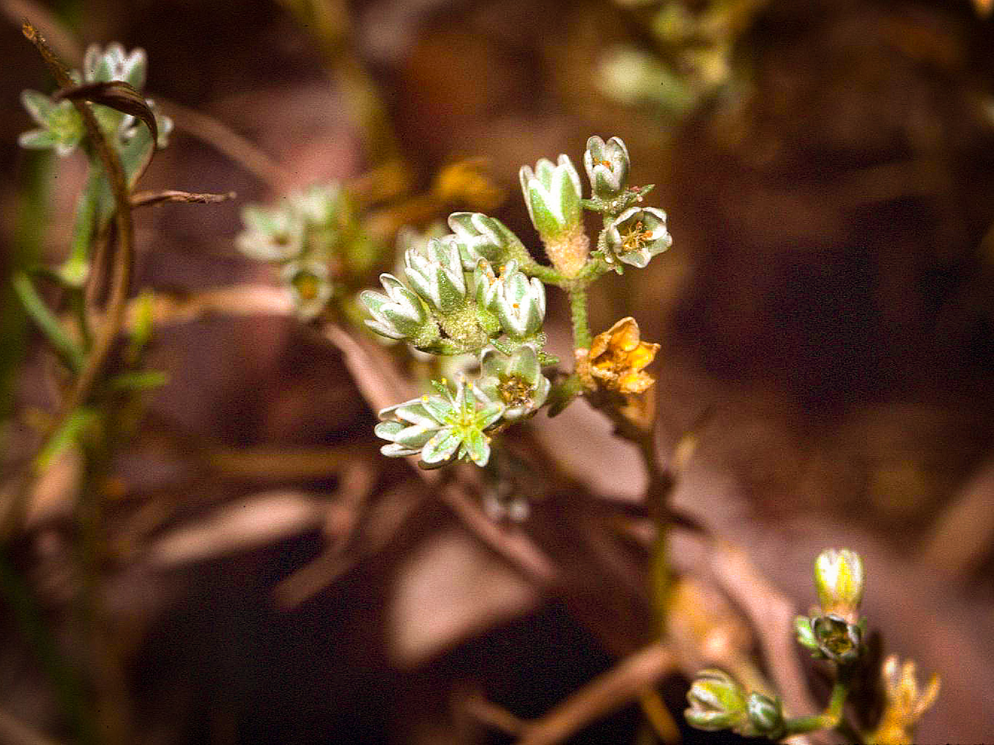 Védett növényeink: