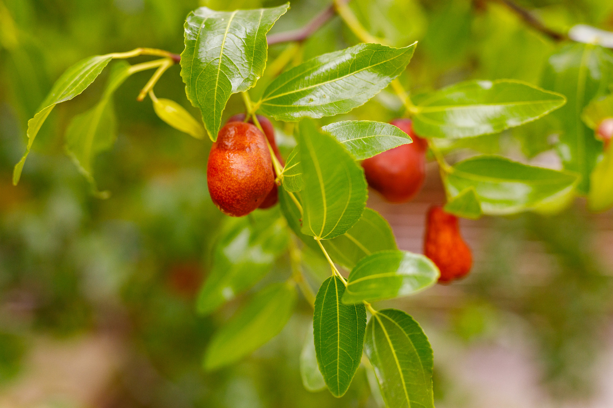 A jövő növénye lenne a jujuba?