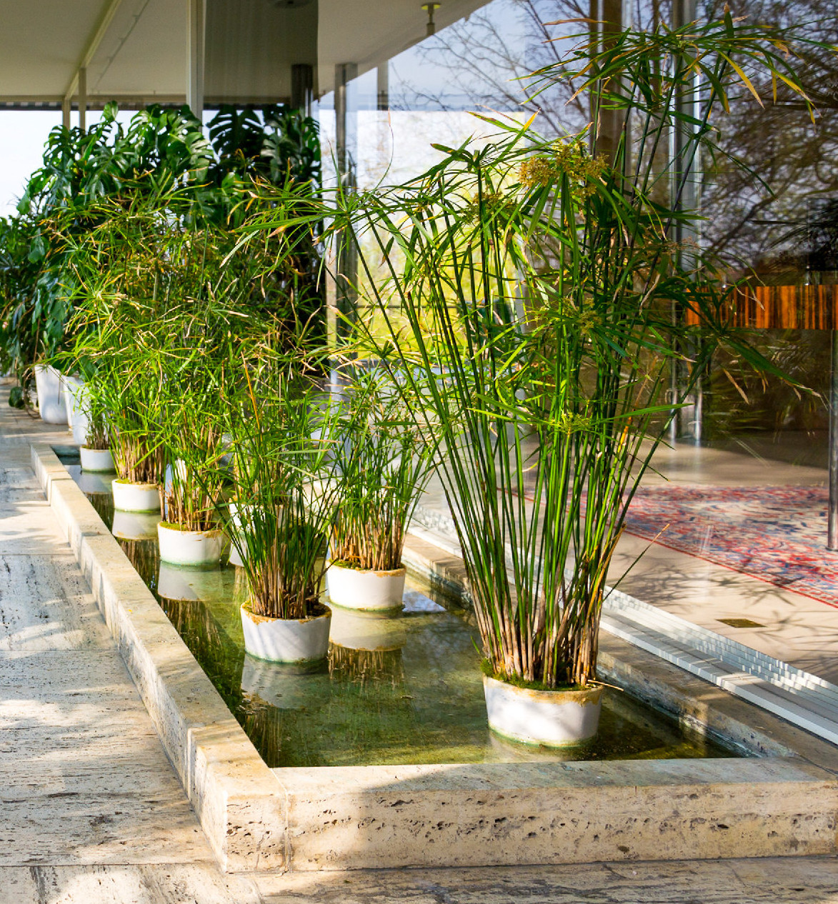 Kerti növényeink beltéri teleltetése