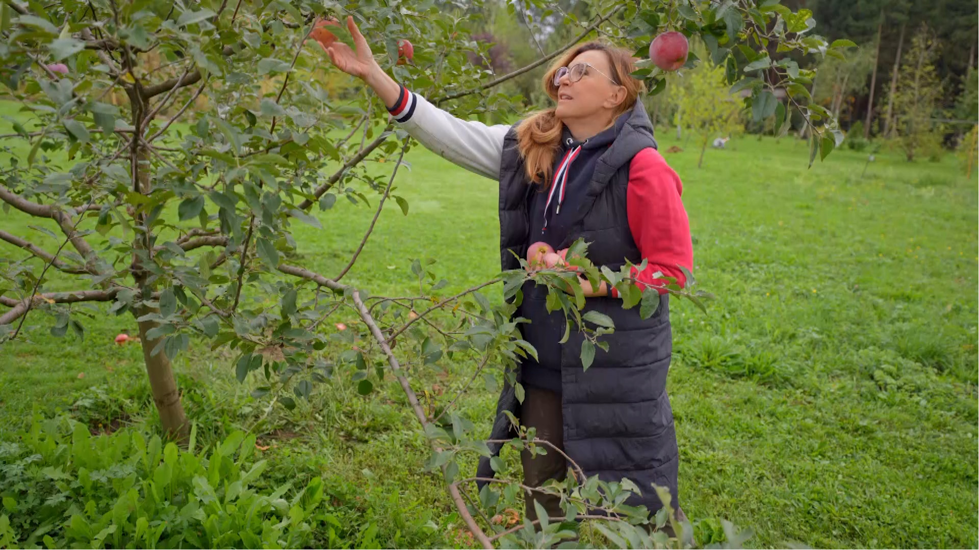 Almaszüret az őrségi kertben