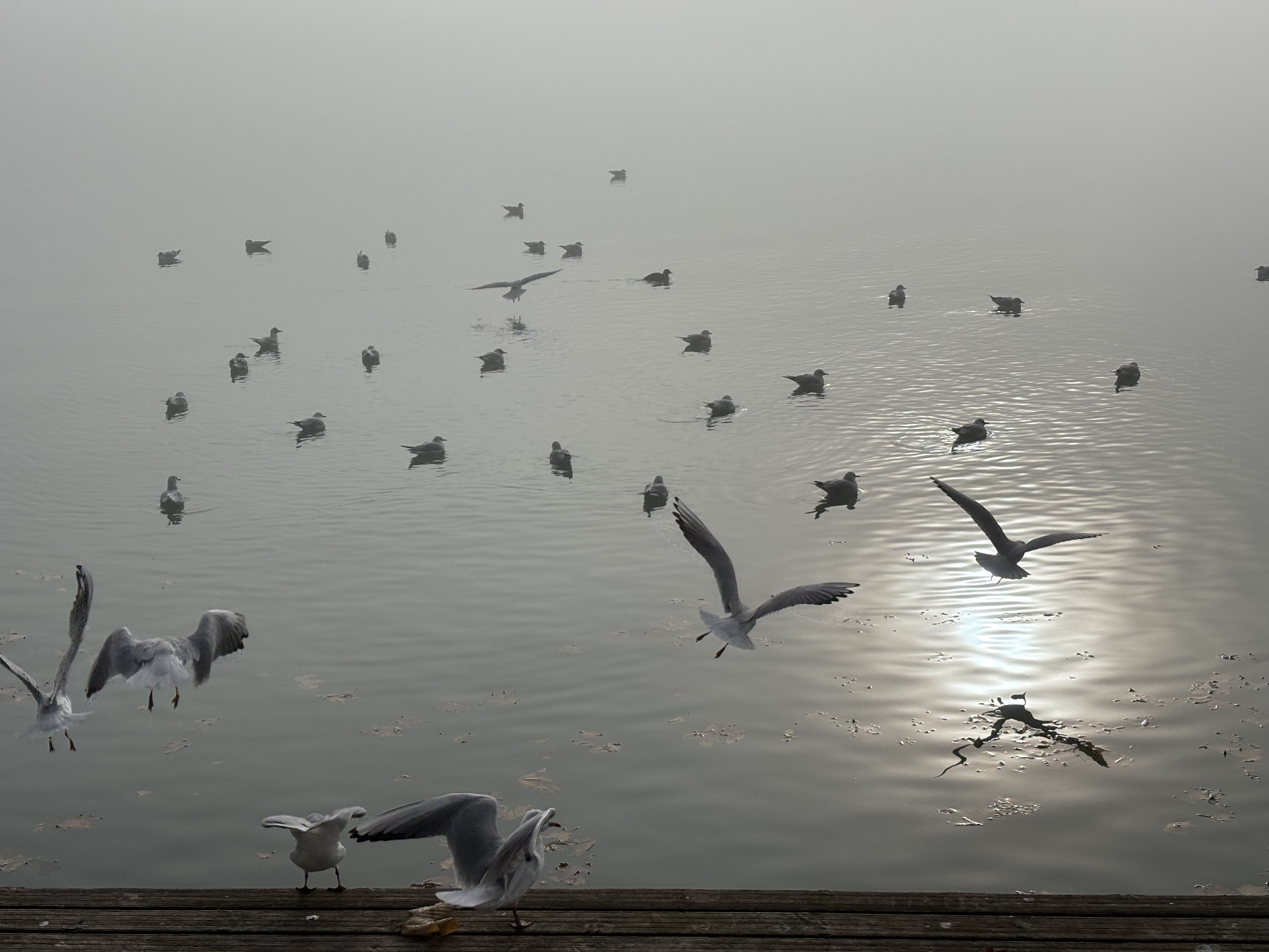 Advent a Balaton partján